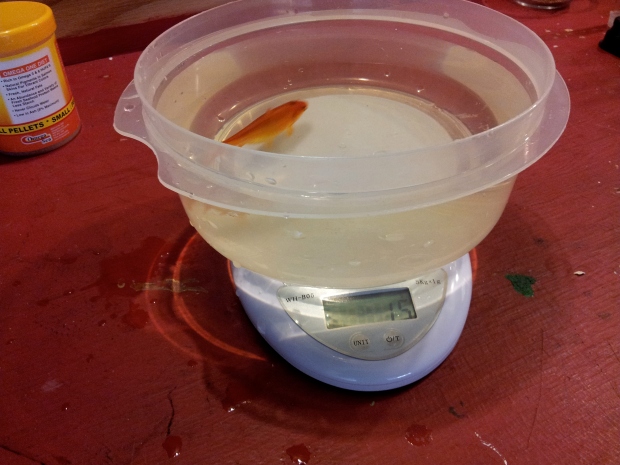 A chubby goldfish